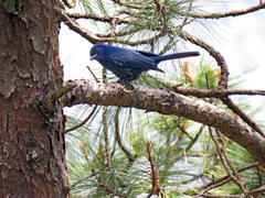 Aphelocoma unicolor