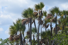 Acoelorraphe wrightii