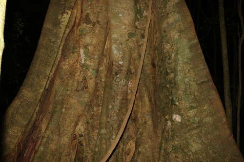 Image of Ficus watkinsiana by (c) Greg Tasney, some rights reserved (CC BY-SA)