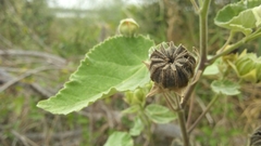 Callianthe pauciflora
