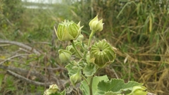 Callianthe pauciflora