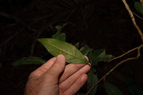 Image of Niemeyera chartacea by (c) Greg Tasney, some rights reserved (CC BY-SA)