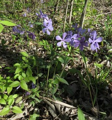 Phlox divaricata laphamii