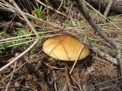 Cortinarius percomis