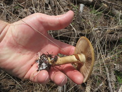 Cortinarius percomis
