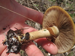 Cortinarius percomis