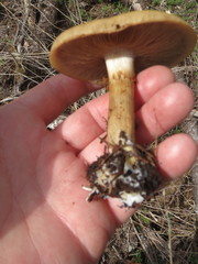 Cortinarius percomis
