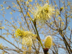 Salix caprea