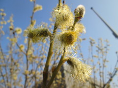 Salix caprea
