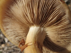 Cortinarius percomis