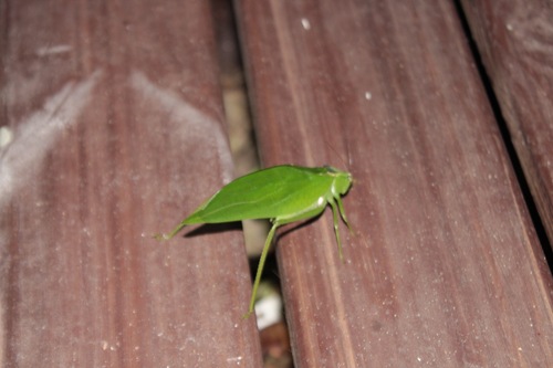Stilpnochlora undulata