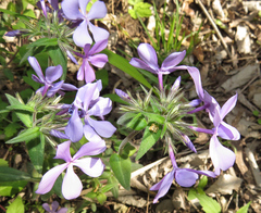 Phlox divaricata laphamii