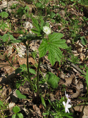 Hydrastis canadensis