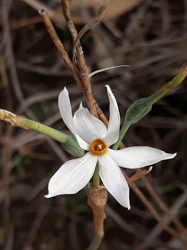 Image of Narcissus deficiens by (c) Karim Haddad, some rights reserved (CC BY)