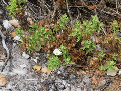 Arctotis aspera aspera