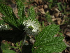 Hydrastis canadensis