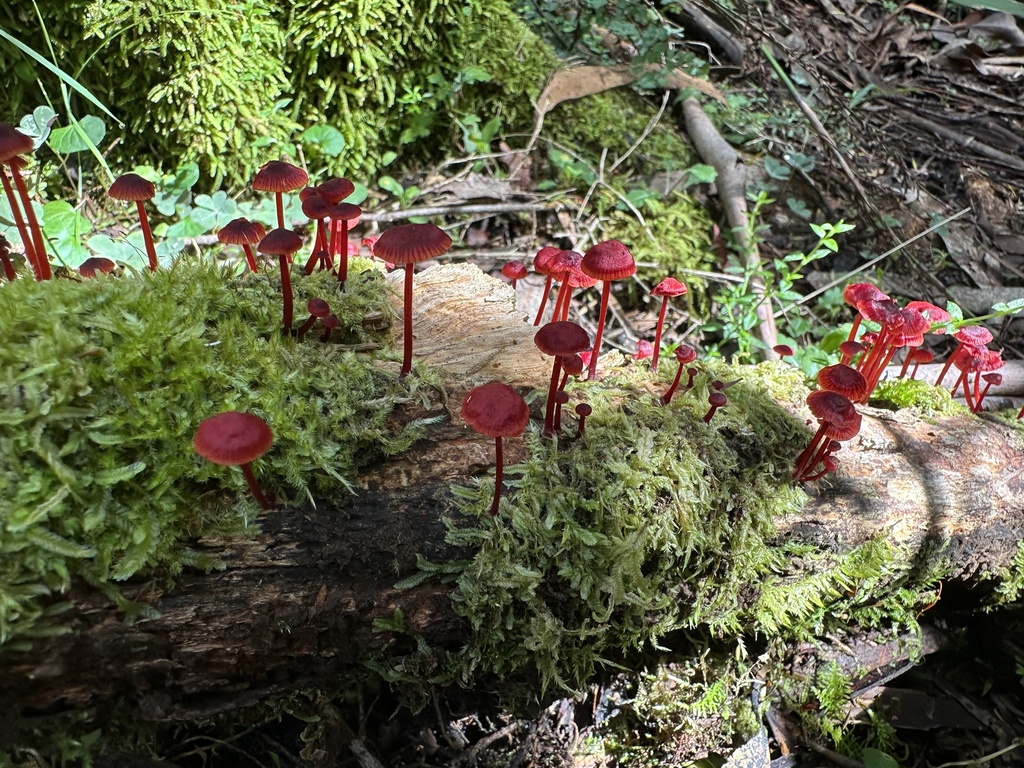 Ruby Bonnot ruby bonnet in December 2023 by Nick Bradsworth · iNaturalist