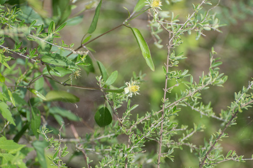 Clematis campestris, photograph 4