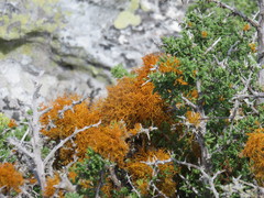 Teloschistes capensis