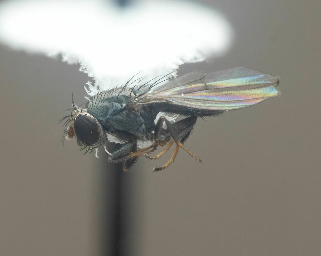 Discocerina obscurella