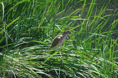 Nycticorax nycticorax