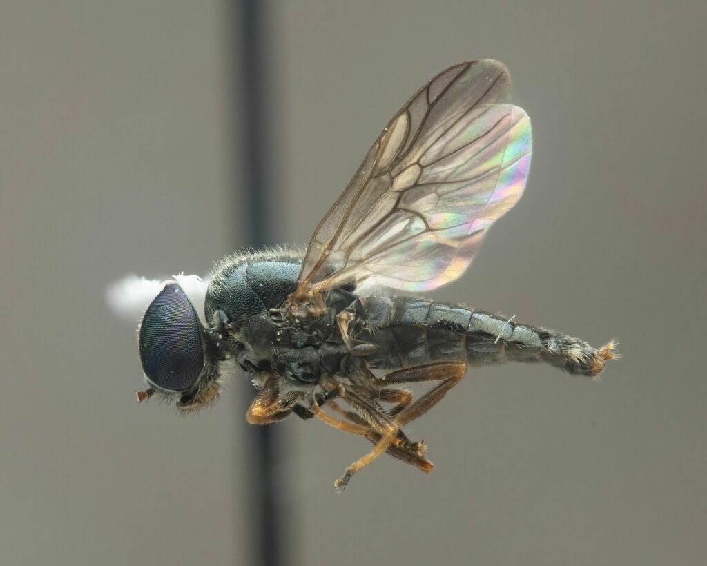 Allognosta obscuriventris