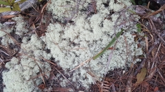 Cladonia confusa