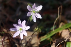 Hepatica acutiloba