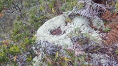 Cladonia confusa