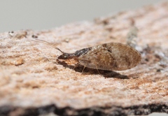 Sympherobius barberi