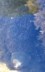 Sternotherus peltifer