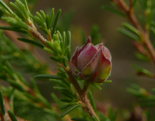 Wachtliella ericina