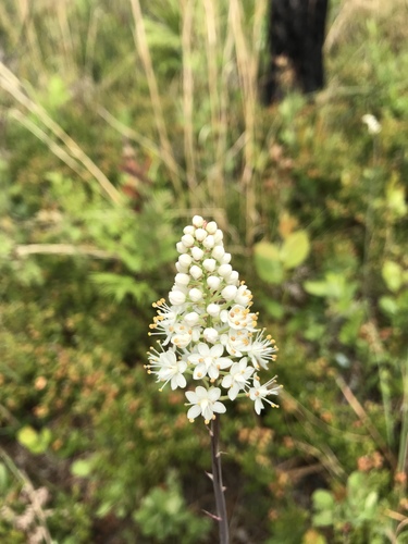 Melanthiaceae image
