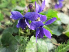 Viola odorata