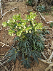 Helleborus foetidus