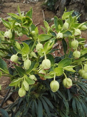 Helleborus foetidus