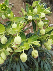 Helleborus foetidus