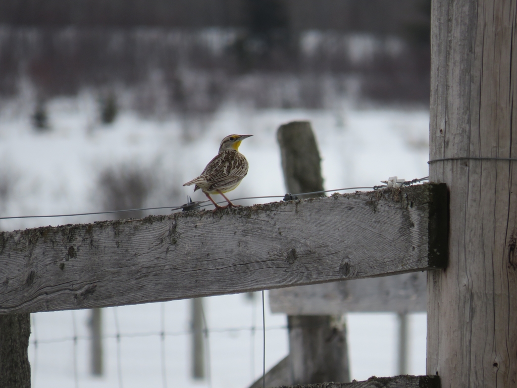 Western Meadowlark