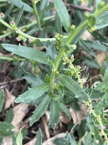 Haloragis acutangula observed 2023-12-05