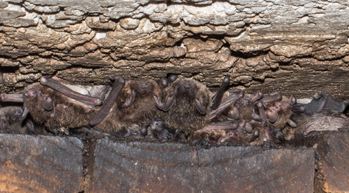 Yellowish Myotis