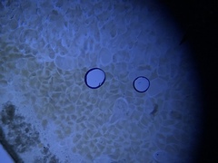 Trichonympha