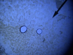Trichonympha