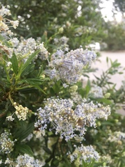 Ceanothus integerrimus
