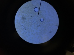 Trichonympha