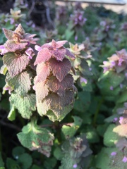 Lamium purpureum purpureum