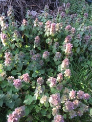 Lamium purpureum purpureum