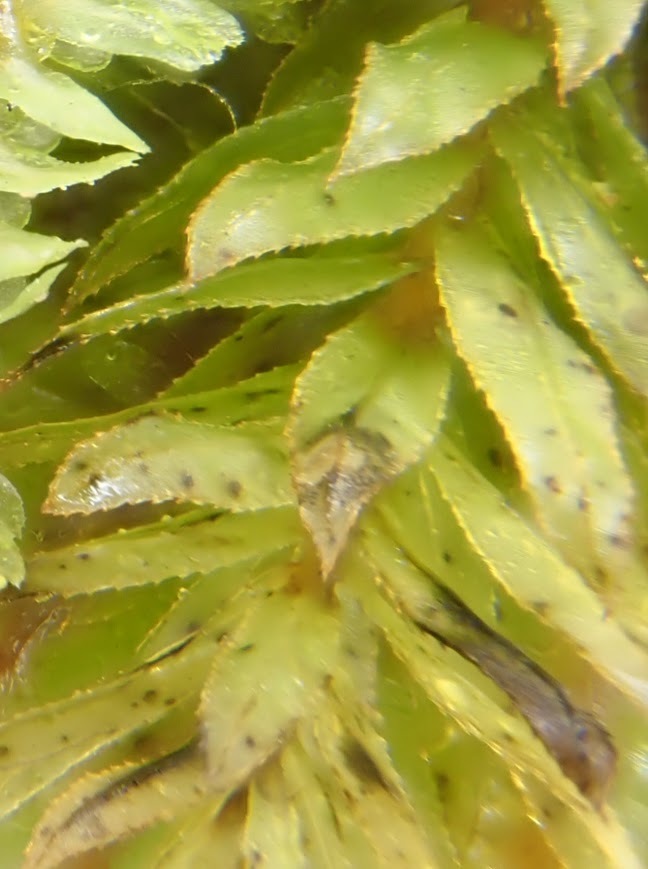 Horn Calcareous Moss from Northpark Copse, SSSI West Sussex, UK on