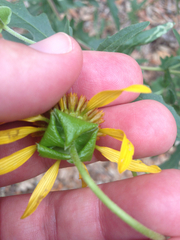 Tetragonotheca texana