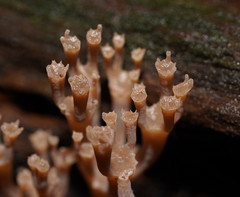 Artomyces austropiperatus