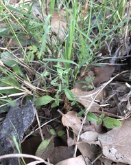 Euphorbia peplidion